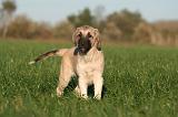 KANGAL 151